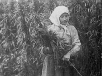 hemp2-cropped